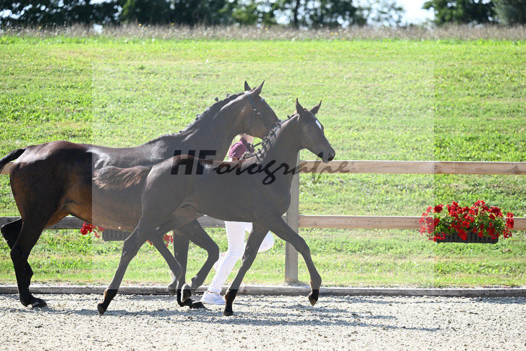 Kat-Nr. 47 HF Bon Joker x Conteur_Sommer_28230867 | hf-fotografie - Realisiert mit Pictrs.com