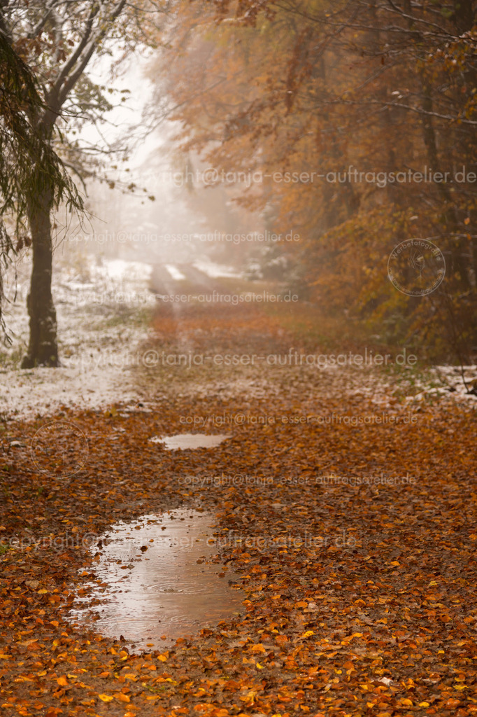 Postermotiv zeigt ersten Schneefall im Herbstwald bei Brilon | Herbstliche Landschaft mit dem ersten Schnee. November im Sauerland. 