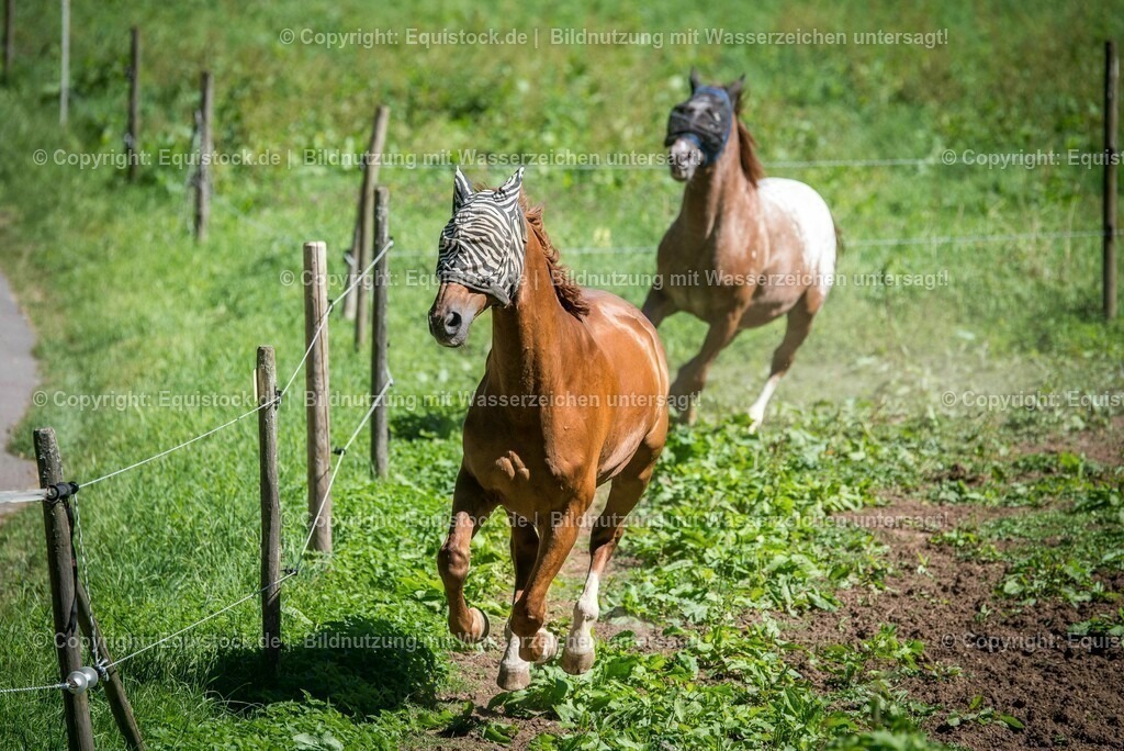 20160823_Wallache_beim_Spielen_0007 | Foto: Thomas Hartig