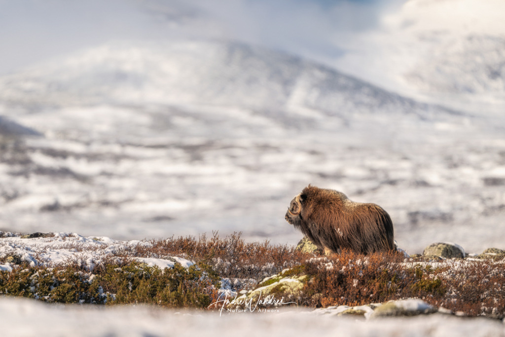 Schneegeboren | Andre Wandrei - Nature Artworx - Realisiert mit Pictrs.com