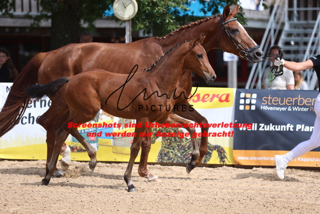 Fohlenschau_Schwäbisch_Hall_dressurbetonte_Fohlen_KN 6_7 | lmwpictures - Realisiert mit Pictrs.com