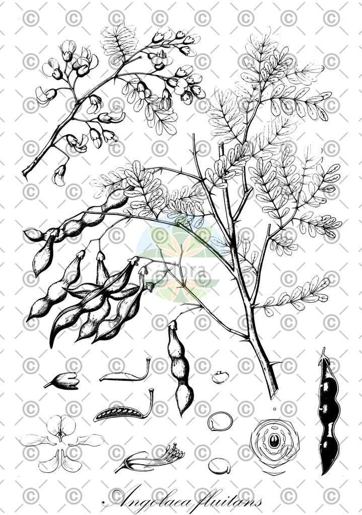 HistAbb_wfo-0000536542_472_ENZY_Simple | Historische Abbildung von Angolaea fluitans - Podostemaceae | Historical Illustration of Angolaea fluitans - Podostemaceae
