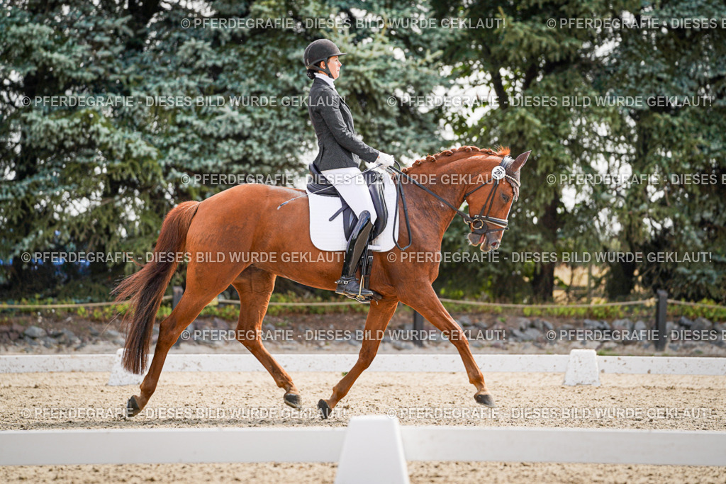 DSC08465 | Pferdegrafie