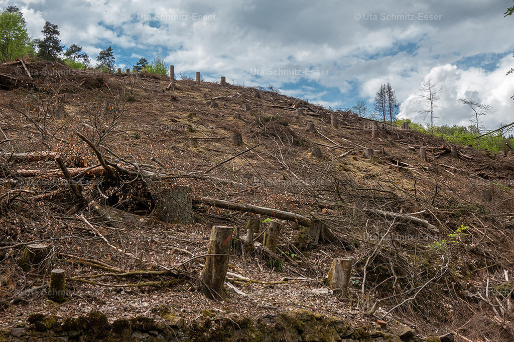 Wald_07 | CEUS Design - Realisiert mit Pictrs.com