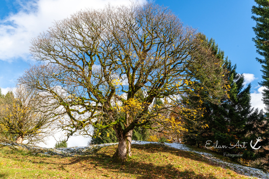 20251024-EAF_6470 | Eilun-Art-Fotografie Levke Martens, ihre Fotografin für Immobilien- und Landschaftsfotografie auf Föhr, Föhrer Motive als Poster, Leinwand, hinter Acrylglas oder stelle dir deinen eigenen Monatskalender zusammen, mit nur einem Klick