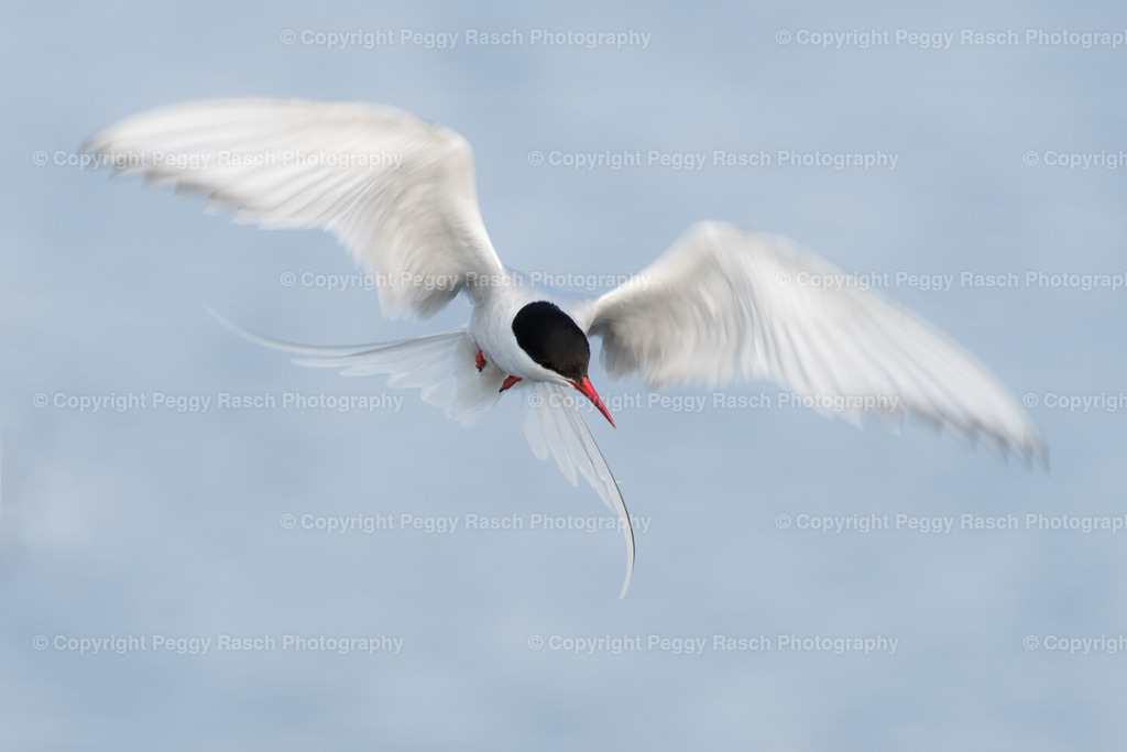 Küstenseeschwalbe | Küstenseeschwalbe - Realisiert mit Pictrs.com