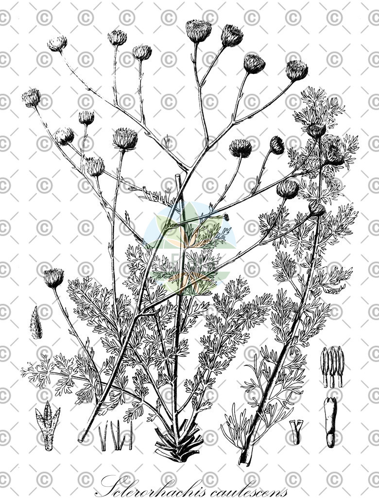 HistAbb_wfo-0000818998_1_ENZY_Simple | Historische Abbildung von Sclerorhachis caulescens - Asteraceae | Historical Illustration of Sclerorhachis caulescens - Asteraceae