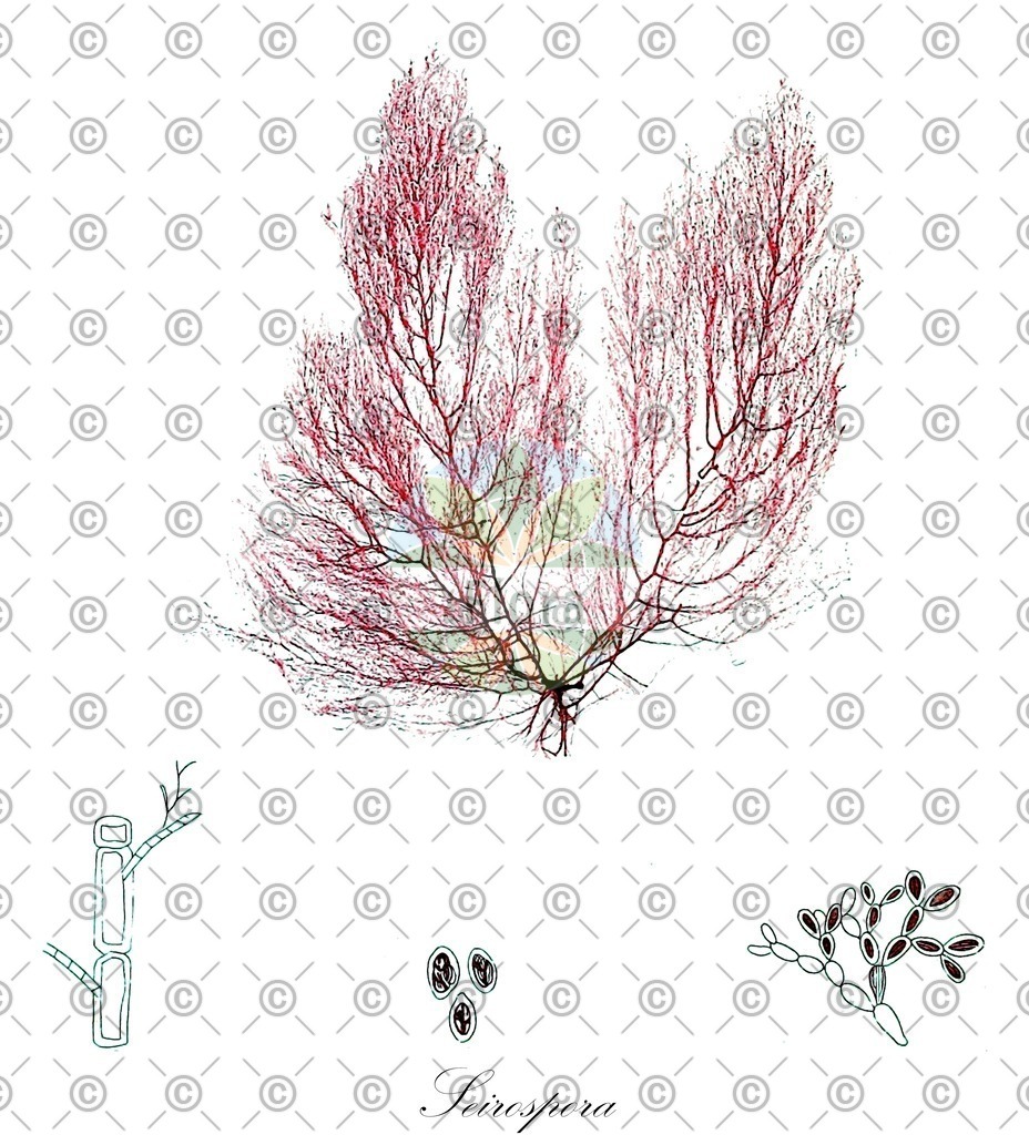 HistAbb_wfo-0001138004_1_ENZY_Simple | Historische Abbildung von Seirospora - Callithamniaceae (0) | Historical Illustration of Seirospora - Callithamniaceae (0)