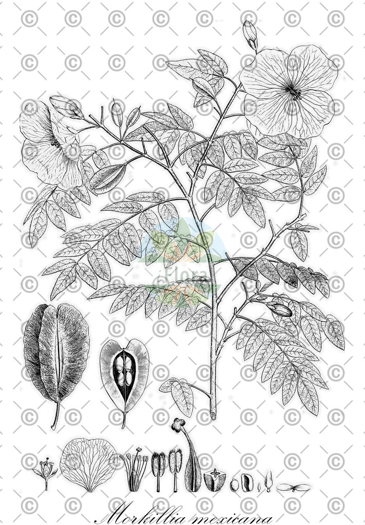 HistAbb_wfo-0000376689_1_ENZY_Simple | Historische Abbildung von Morkillia mexicana - Zygophyllaceae | Historical Illustration of Morkillia mexicana - Zygophyllaceae