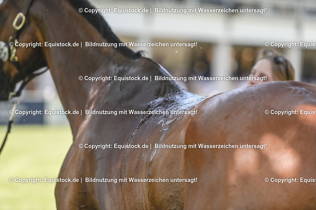 20230527_27_CCI4_Gelände_0294 | equistock