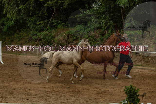 Sage Haast DR-896 | mandyhollmannphotographie
