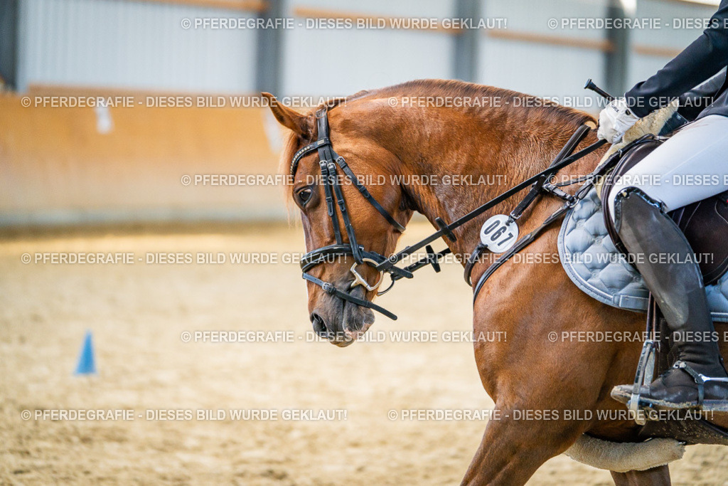 DSC01060 | Pferdegrafie