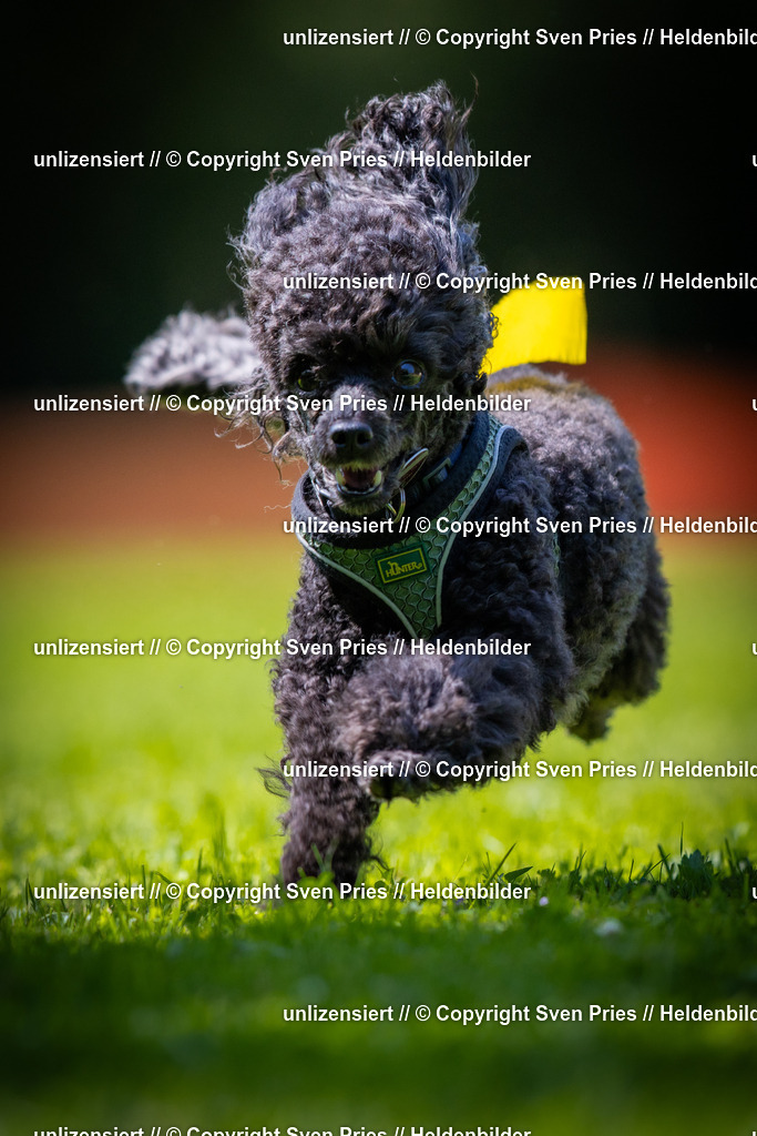 Sven Pries | 2025-08-10 - Hunderennen Durlach - Realisiert mit Pictrs.com