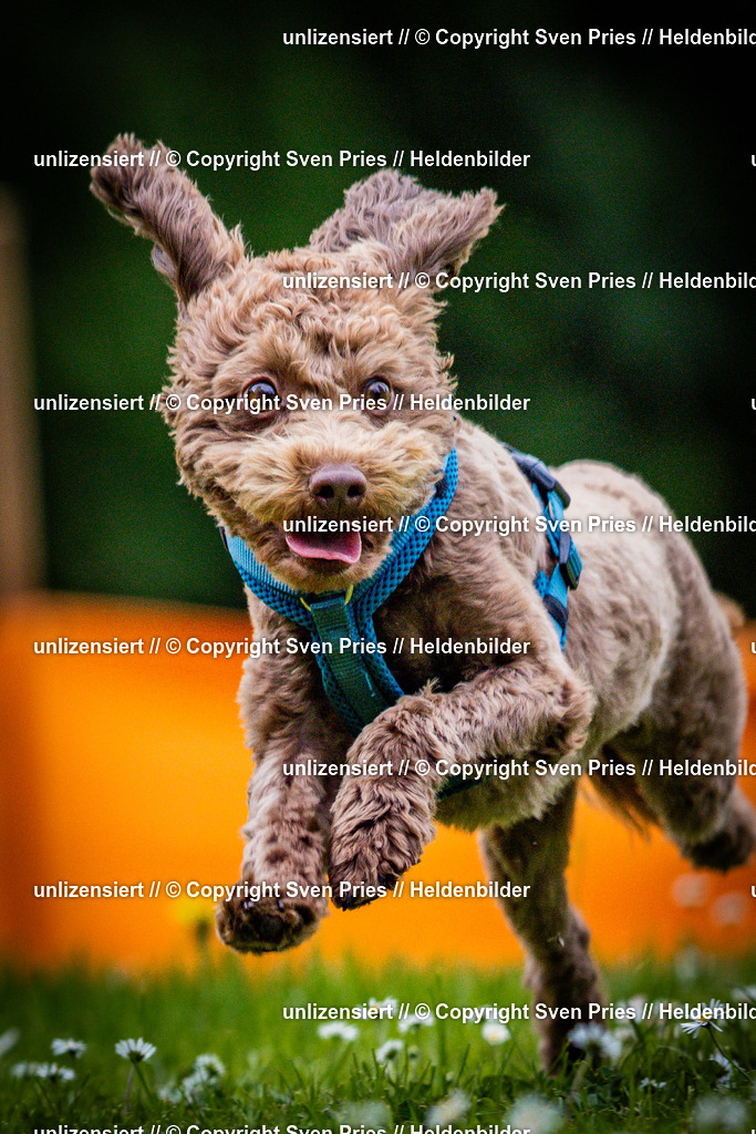 Sven Pries | 2025-05-29 - Pudelrennen KA-Durlach - Realisiert mit Pictrs.com