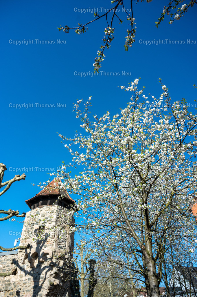 rinnentorturm-bensheim-fruehling-blueten-bergstrasse-Fotografie-Thomas_Neu.jpg-13 | Das Rinnentor in Bensheim, ein Wahrzeichen der Stadt, /Wikipedia: Der Rinnentorturm ist ein Rest der mittelalterlichen Stadtbefestigungsanlage, die im 13. und 14. Jahrhundert zur Sicherung der Stadt Bensheim errichtet wurde. Das Rinnentor, so wird heute vermutet, sollte den westlichen Abfluss der Lauter aus der Stadt heraus sichern. Ursprünglich bestand das Rinnentor aus einem mittleren Baukörper mit hohen Korbbogenöffnungen sowie Schlüsselscharten in der westlichen Mauer des Wehrganges. Im Norden fügte sich der heutige Rinnentorturm an, weiter südlich der Sicherungsbau. In der ersten Hälfte des 18. Jahrhunderts wurde die Lauter nach Norden verlegt und die südliche Stadtmauer abgebrochen, um einen westlichen Stadtausgang zu schaffen. 1885 wurde dann dieses Stadttor auf Betreiben einiger Bürger bis auf den heutigen Rinnentorturm abgebrochen. Als Gründe wurden verkehrstechnische Probleme (eine zu enge Durchfahrt für Kutschen) sowie eine angebliche Baufälligkeit angeführt. Die Stadt Bensheim gab damit eines ihrer Wahrzeichen auf. Ein Verlust, den man bald realisierte und der noch heute im Bewusstsein vieler Bensheimer Bürger vorhanden ist.[1],Bild: Thomas Neu
