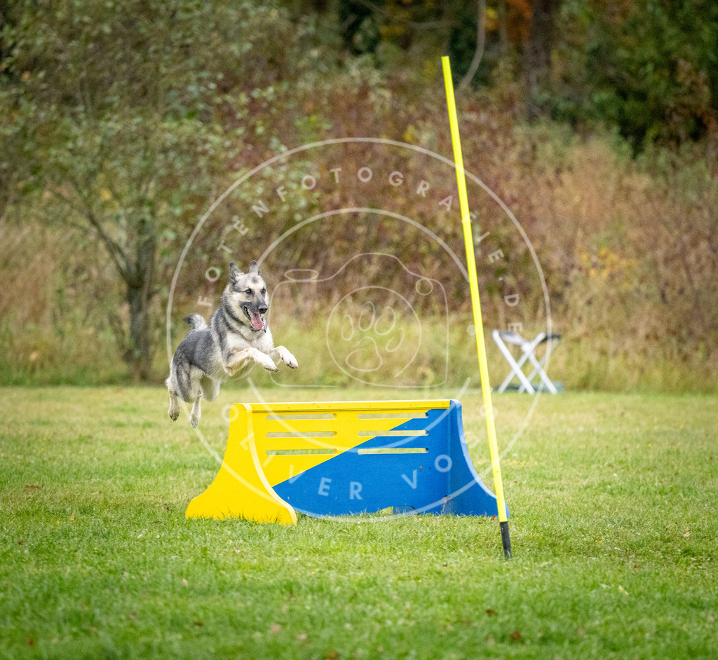 Pfotenfotografie_DV3A1233 | Hundefotografie, Tierfotograf, Pfotenfotografie, Fotoshooting Hund, Hunde Portrait, Hundesport, Hundeportraits, Heideshooting, Hunde, Sportfotograf, Hundefotograf, Turnierhundsport, THS,  - Realisiert mit Pictrs.com
