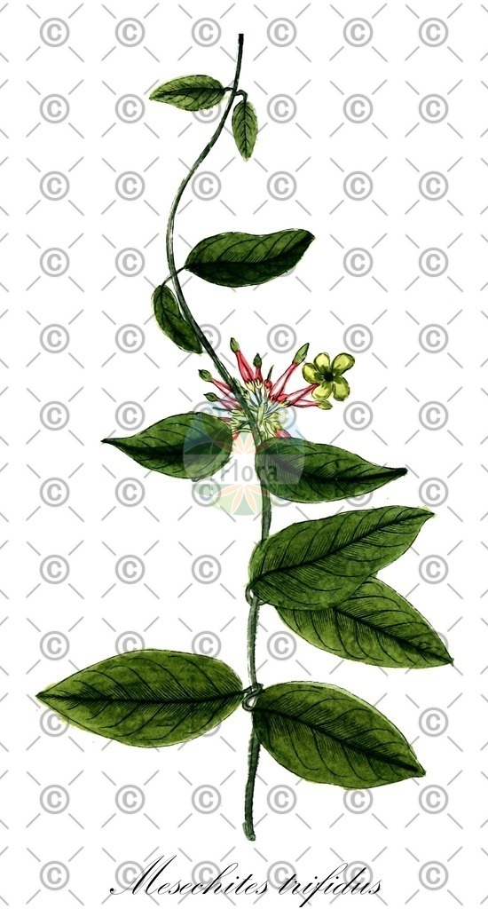 HistAbb_EMP_869_1_SIMPLE | Historische Abbildung von Mesechites trifidus - Apocynaceae | Historical Illustration of Mesechites trifidus - Apocynaceae