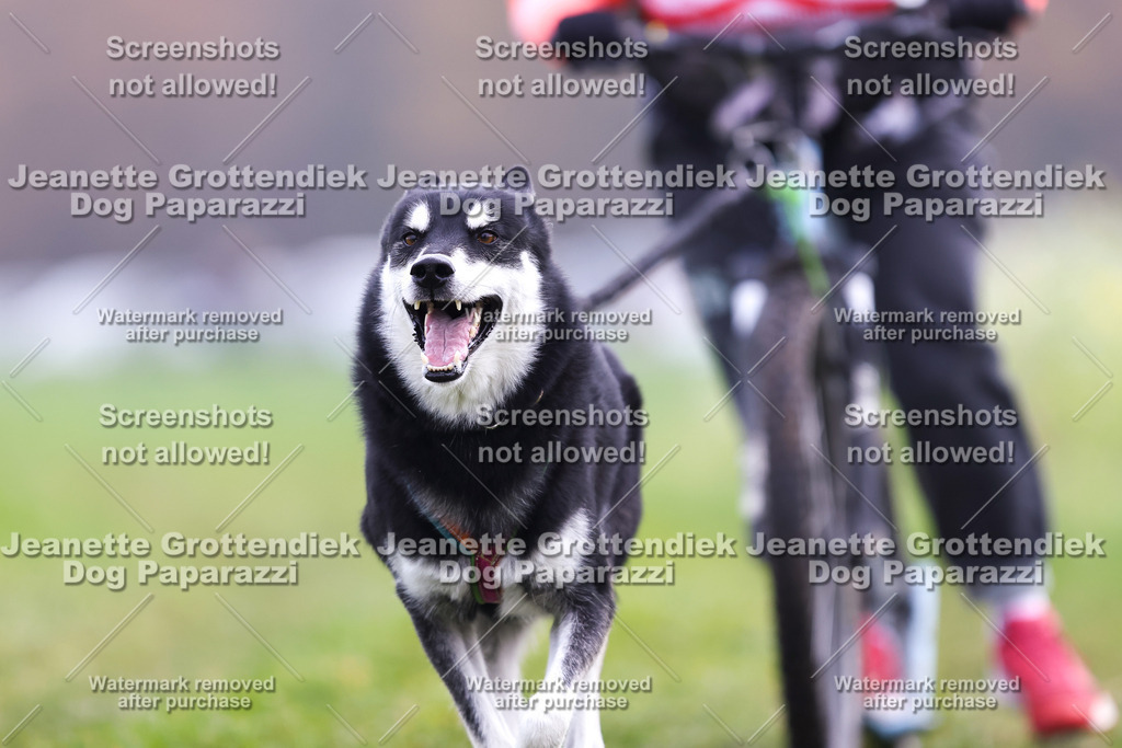 Dog Paparazzi - Visbeck 25 -317 | Dog Paparazzi Jeanette Grottendiek Fotografie & Videografie - Realisiert mit Pictrs.com