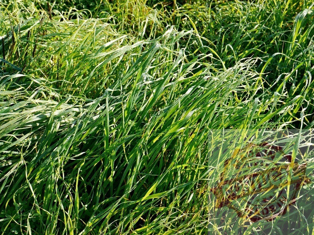 Fresh green grass covered with morning dew swaying in the wind | Lush green grass blades glistening with morning dew, creating a vibrant and refreshing natural background - Realisiert mit Pictrs.com