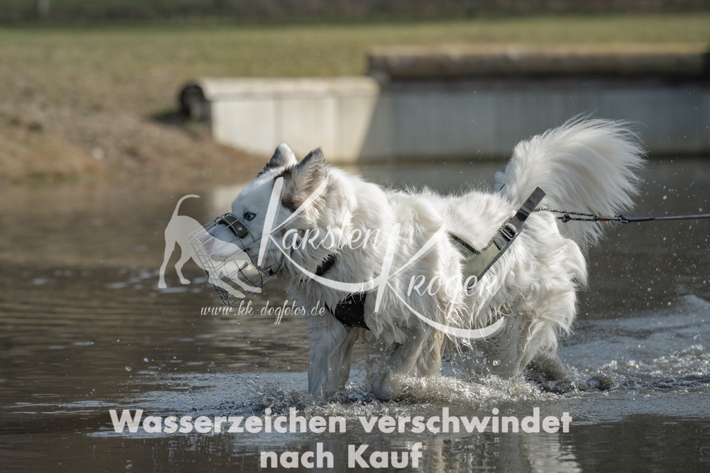 1149_ZZ96650-3 | kk-dogfotos