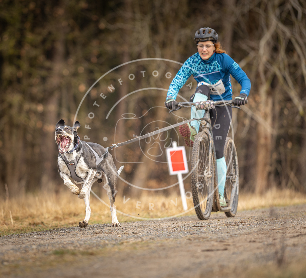 DV3A3394 | Hundefotografie, Tierfotograf, Pfotenfotografie, Fotoshooting Hund, Hunde Portrait, Hundesport, Hundeportraits, Heideshooting, Hunde, Sportfotograf, Hundefotograf, Turnierhundsport, THS,  - Realisiert mit Pictrs.com