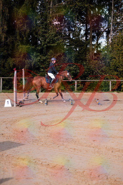2026_10_03_Siefer-Hof_145626_Z81_37395816 | Professionelle Reitsport-, Turnier- und Eventfotografie von Robert Broda. Galerien mit ausgewählten und bearbeiteten Bildern direkt online ansehen und bestellen.