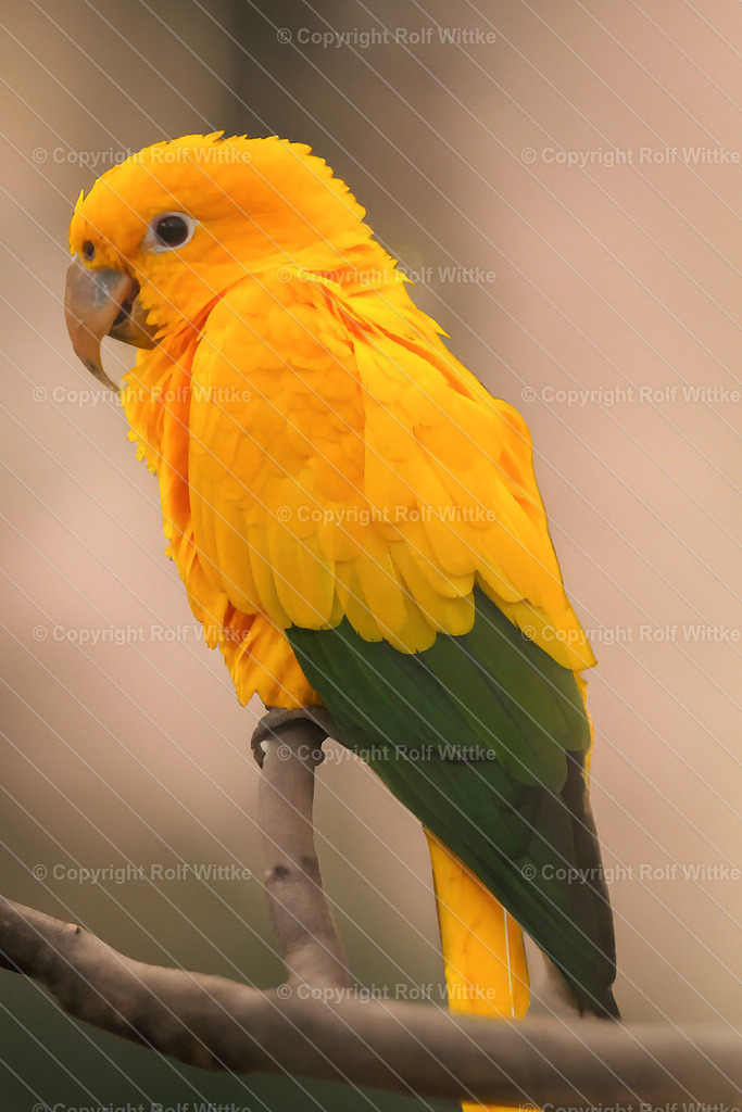 gelbpapagei1 | süßer schauender Papagei - Realisiert mit Pictrs.com