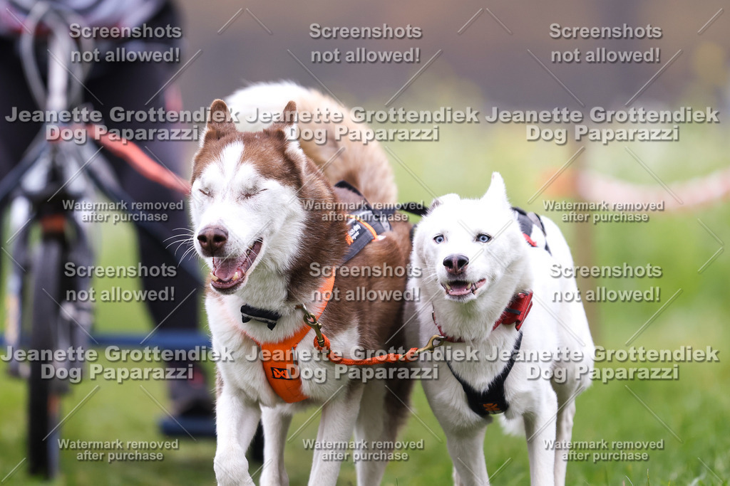 Dog Paparazzi - Visbeck 25 -130 | Dog Paparazzi Jeanette Grottendiek Fotografie & Videografie - Realisiert mit Pictrs.com