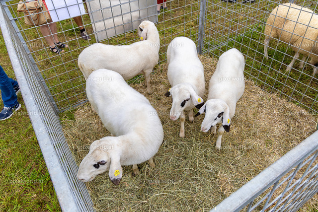 SchaZie Tag | Bildershop von pixelworld.at - Realisiert mit Pictrs.com