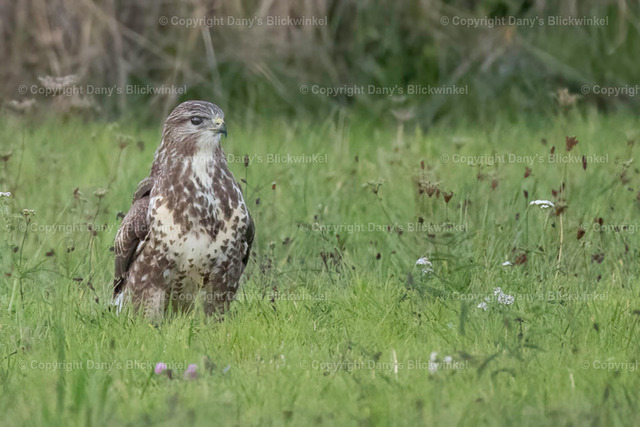 2022181 | Tierfotografie, Tierkalender, Tierbilder, Insekten, Spinnen, Vögel, Schmetterling, Libellen, Leinwand, Colorkey, Qualität, Geschenkartikel, Geschenk - Realisiert mit Pictrs.com