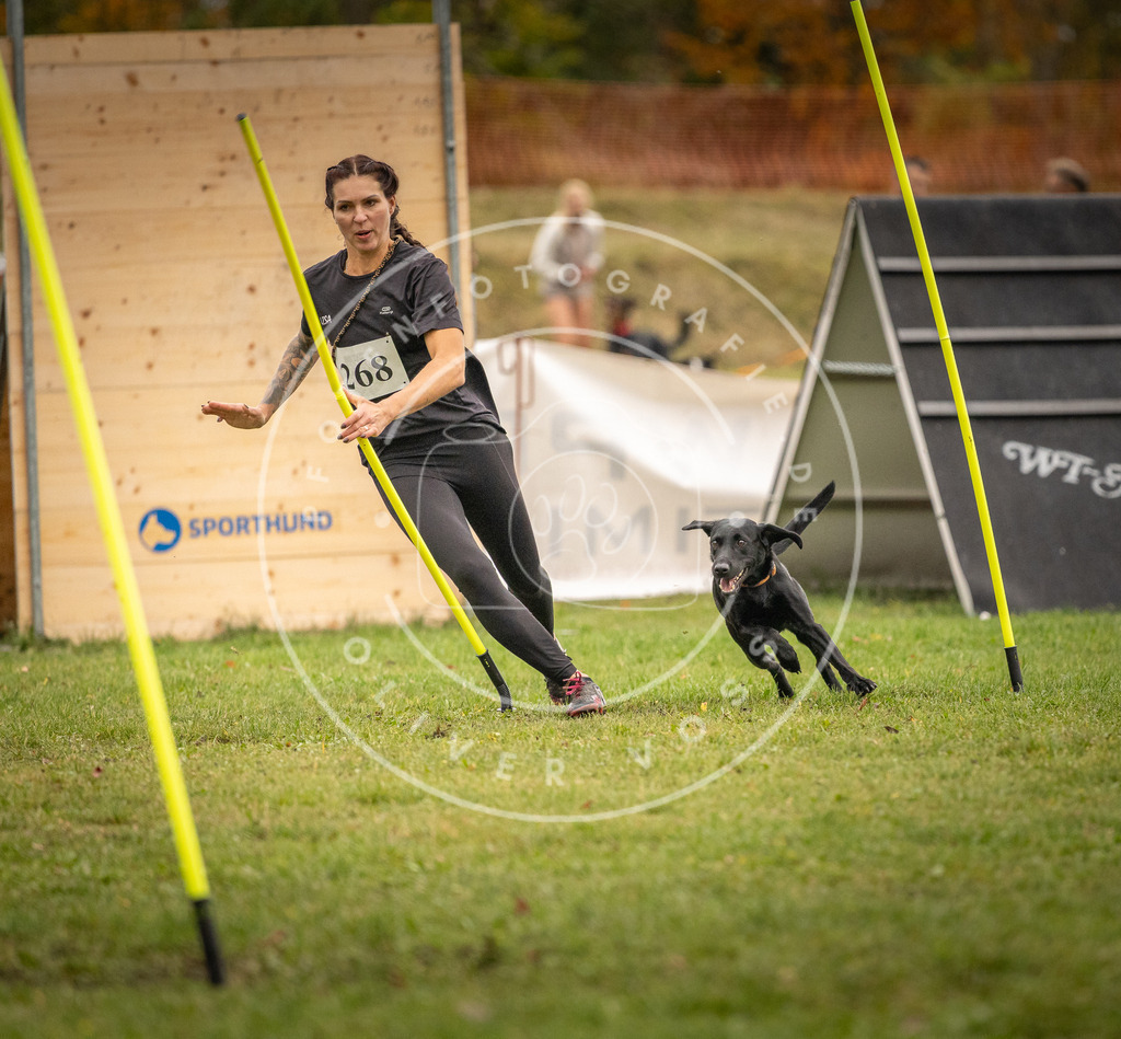 Pfotenfotografie_DV3A7566 | Hundefotografie, Tierfotograf, Pfotenfotografie, Fotoshooting Hund, Hunde Portrait, Hundesport, Hundeportraits, Heideshooting, Hunde, Sportfotograf, Hundefotograf, Turnierhundsport, THS,  - Realisiert mit Pictrs.com