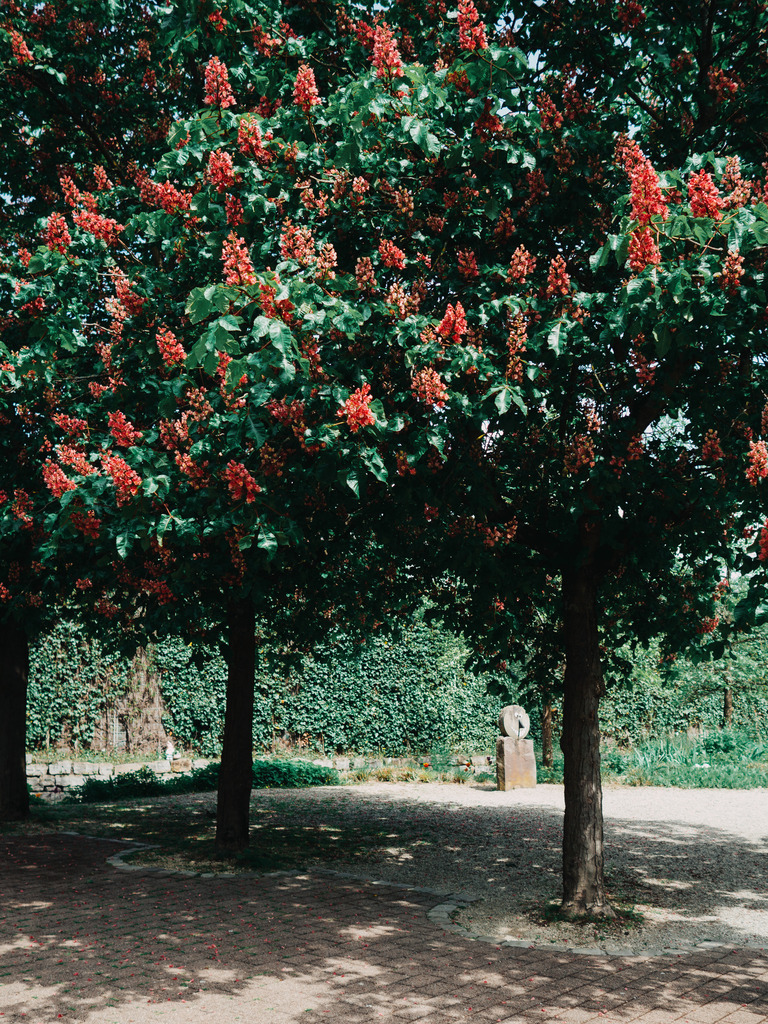 Three Trees | kopf - Realisiert mit Pictrs.com