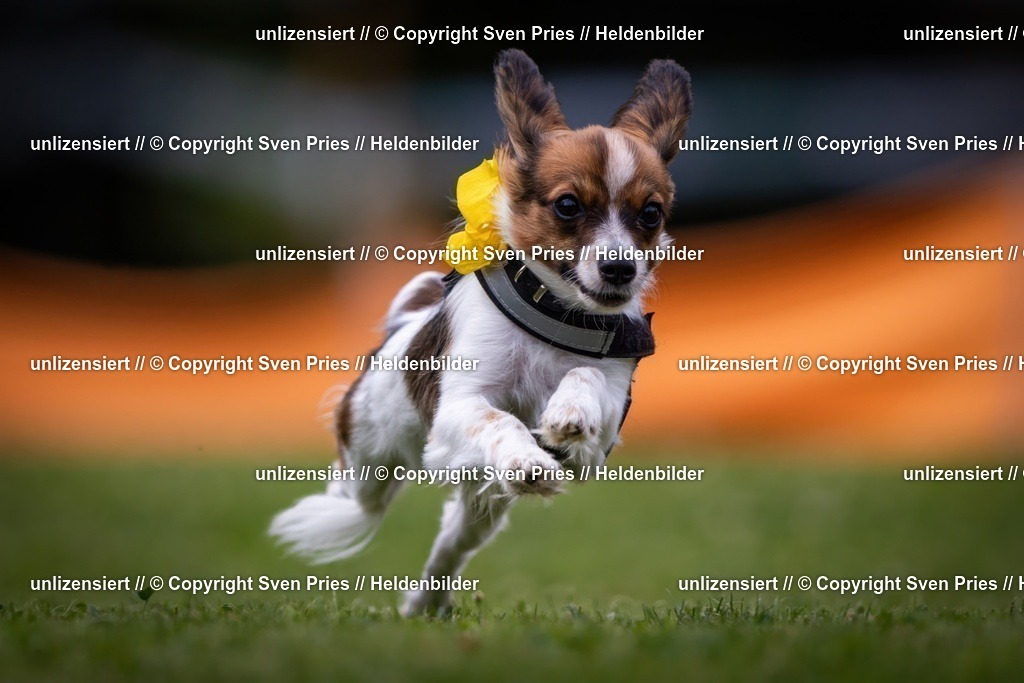 Sven Pries | 19. Allgemeines Hunderennen Karlsruhe Durlach - Realisiert mit Pictrs.com