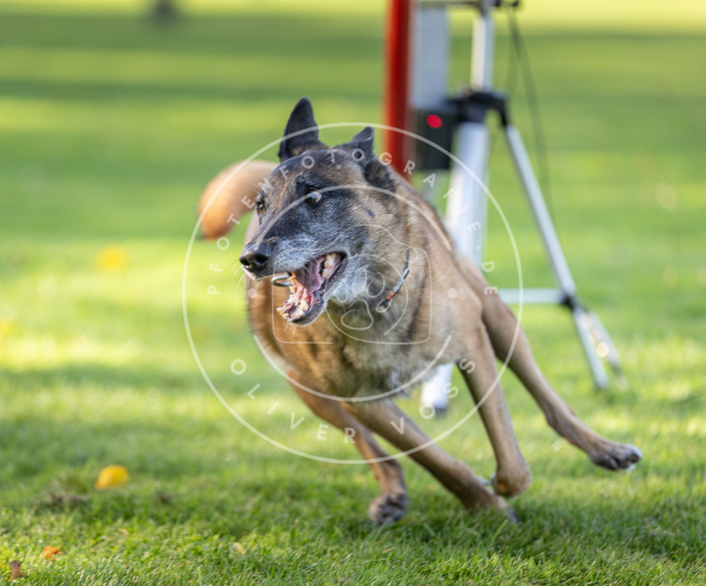 Pfotenfotografie.de_DV3A3611 | Hundefotografie, Tierfotograf, Pfotenfotografie, Fotoshooting Hund, Hunde Portrait, Hundesport, Hundeportraits, Heideshooting, Hunde, Sportfotograf, Hundefotograf, Turnierhundsport, THS, canicross - Realisiert mit Pictrs.com