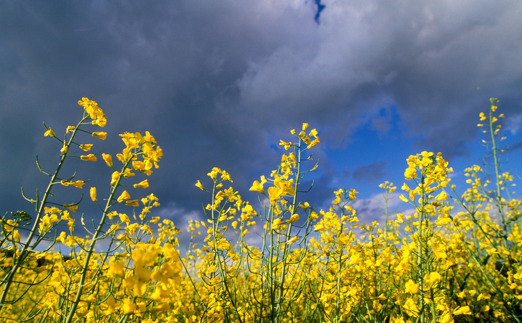 Rapsfeld | Enzersfeld, Austria - January 25, 2010: Rapsfeld. - Realisiert mit Pictrs.com