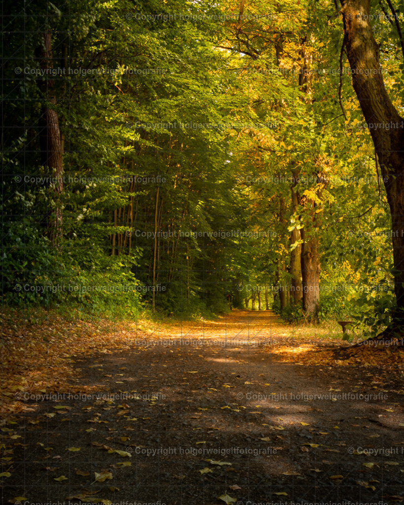 Waldweg | Kaufen sie online außergewöhnliche Fotografien auf Leinwand Acrylglas Fotoprint Aludibond von holgerweigeltfotografie - Realisiert mit Pictrs.com