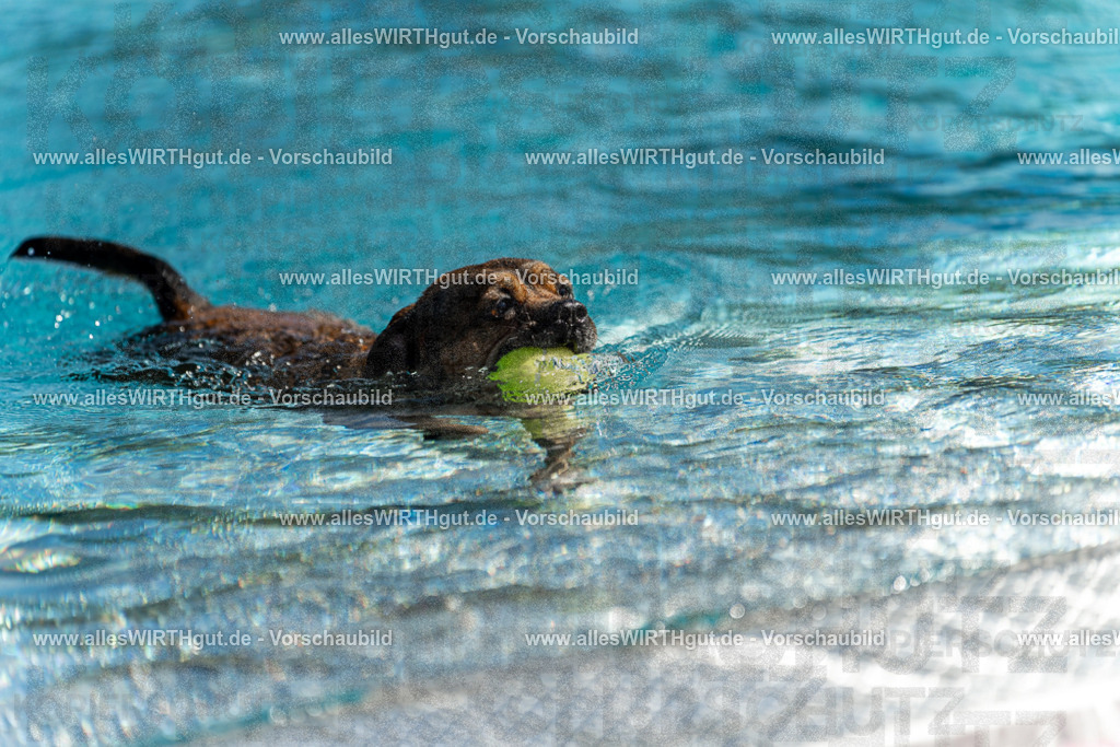Hundeschwimmen_Volksbad_2026-allesWIRTHgut_Tierfotografie-2609061124-103407-7R509629 | Professionelle Tierfotografie in Mönchengladbach von Daniel Wirth (allesWIRTHgut). Liebevolle & natürliche Bilder von Hunden & Katzen für unvergessliche Erinnerungen.
