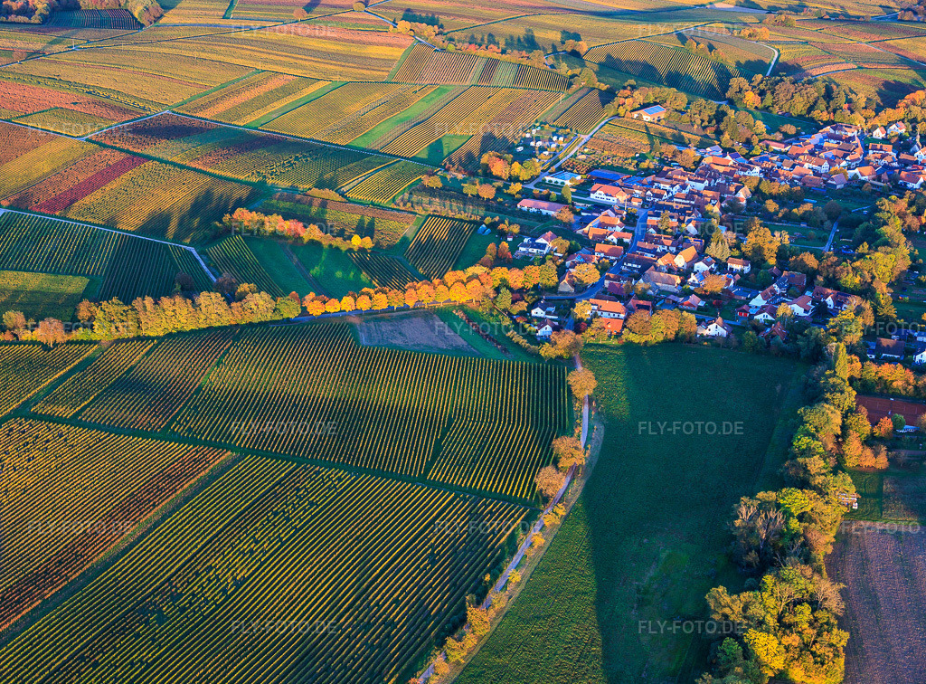 Luftbild: Allee im Herbstlaub in Dierbach im Bundesland Rheinland-Pfalz in Deutschland. Foto: IMG_150395.jpg vom 15.10.2025 durch Werner Riehm/FLY-FOTO.de