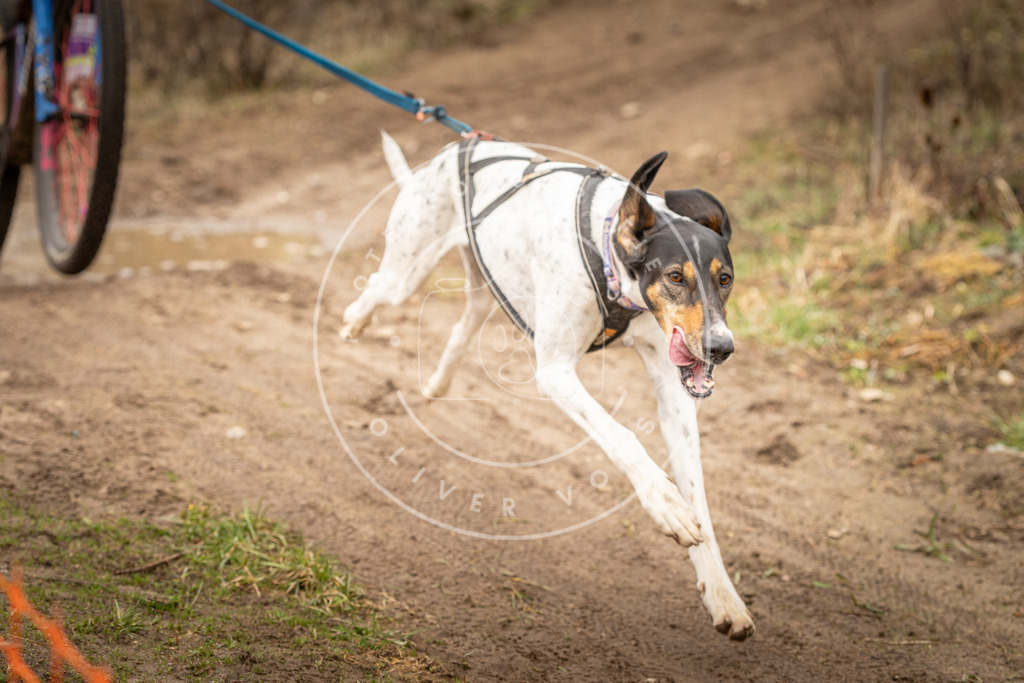 DV3A0796 | Hundefotografie, Tierfotograf, Pfotenfotografie, Fotoshooting Hund, Hunde Portrait, Hundesport, Hundeportraits, Heideshooting, Hunde, Sportfotograf, Hundefotograf, Turnierhundsport, THS,  - Realisiert mit Pictrs.com
