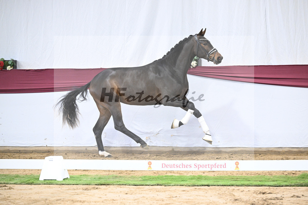 Kat-Nr. 139 Escolar x Rubin-Royal_2M2 Horese I Bastad AB_47250338 | hf-fotografie - Realisiert mit Pictrs.com