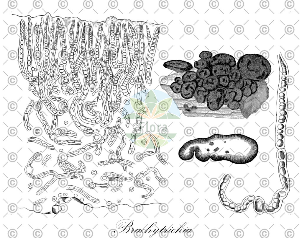 HistAbb_wfo-0001057294_1_ENZY_Simple | Historische Abbildung von Brachytrichia - Mastigocladaceae (0) | Historical Illustration of Brachytrichia - Mastigocladaceae (0)