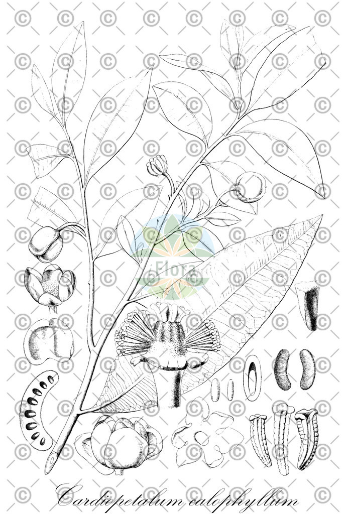 HistAbb_wfo-4000006690_1_ENZY_Simple | Historische Abbildung von Cardiopetalum calophyllum - Annonaceae | Historical Illustration of Cardiopetalum calophyllum - Annonaceae