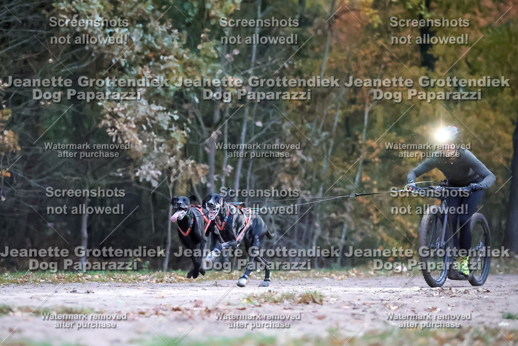 Dog Paparazzi - SD CaniX Championship 2025-1 | Dog Paparazzi Jeanette Grottendiek Fotografie & Videografie