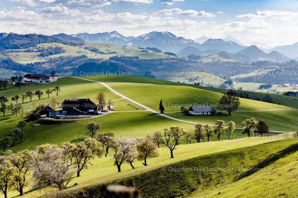 Mostviertel Birnenbluete-6984 | Fotos und Fotoprodukte - Realisiert mit Pictrs.com