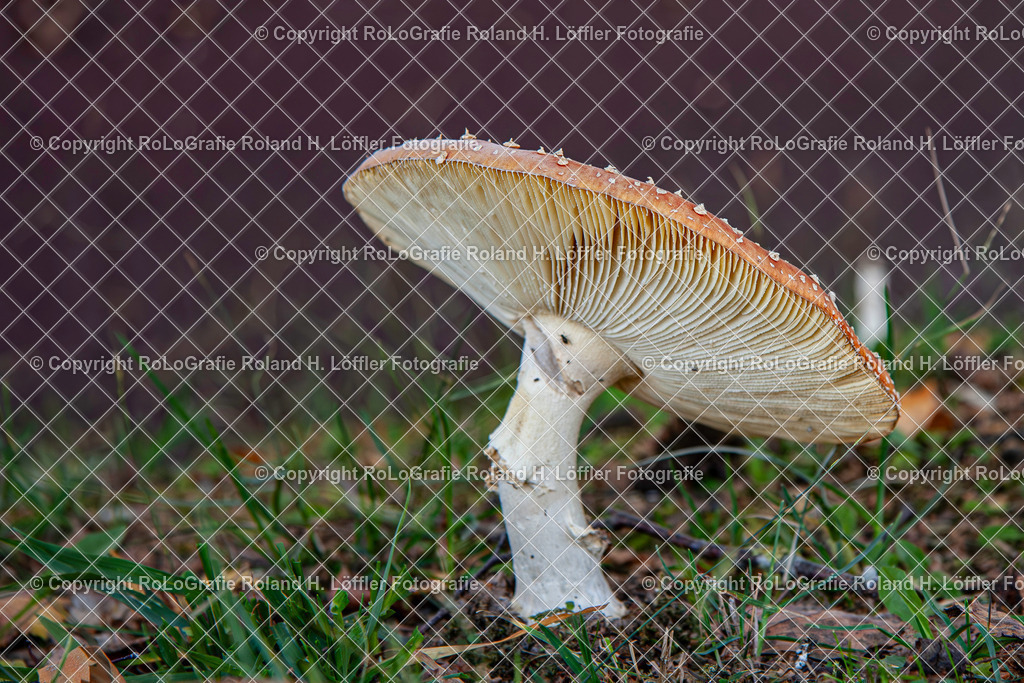 Roter FLiegenpilz_Gattung Wulstlinge_Giftpilz  (2) | Roter Fliegenpilz, Aus der Gattung Wulstlinge, Giftpilz - Realisiert mit Pictrs.com