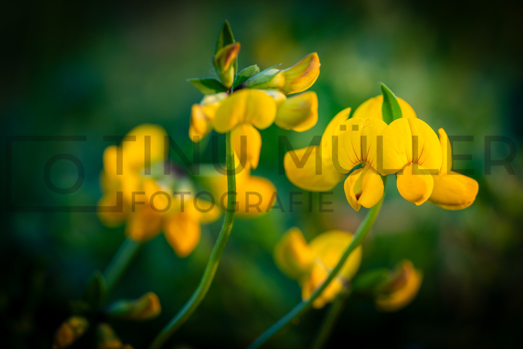 DSC08530 | Tinu Müller Fotografie- Bildershop - Realisiert mit Pictrs.com