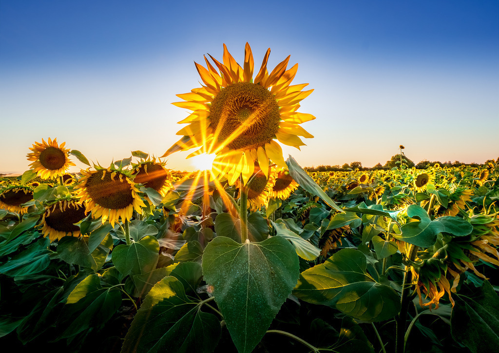MPI_Blüten_0009 | Sonnenblume bei Altenheim - Realisiert mit Pictrs.com