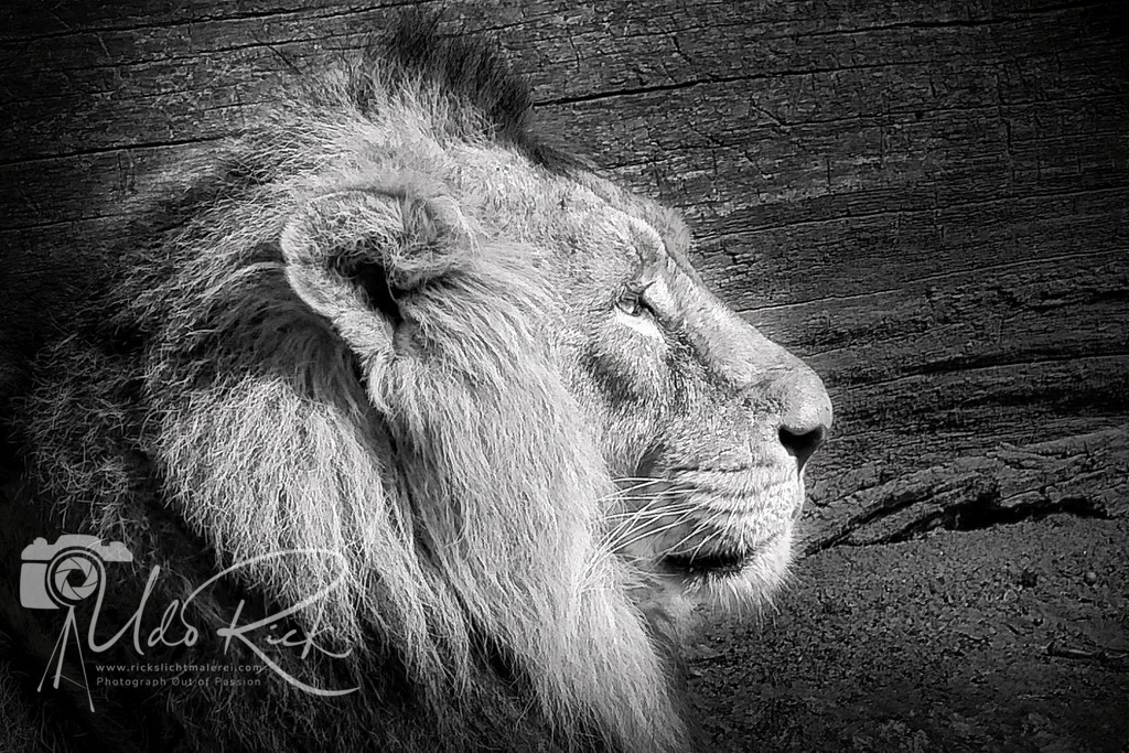 Leo15 | Entdecken Sie Fotografie aus Leidenschaft: Auftragsfotografie, HD-Fotos, Geschenkartikel aus Ihren Bildern und vieles mehr. Beauftragen Sie uns für besondere Momente!