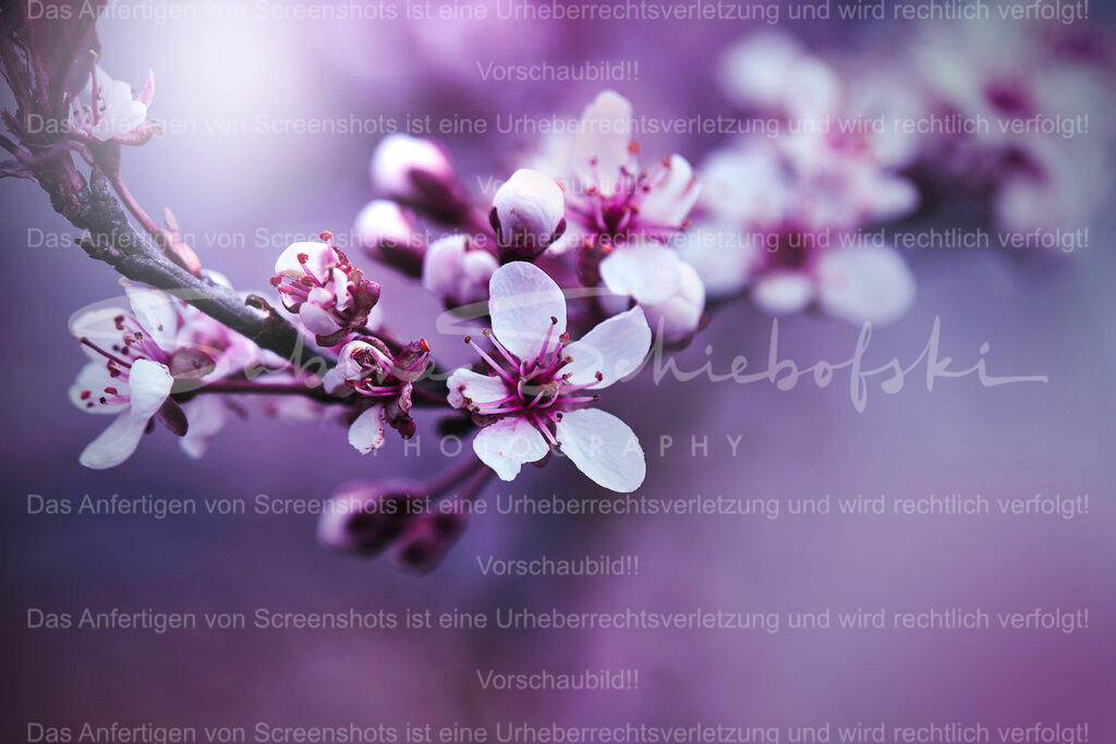 Wandbild Kirschpflaume | People- und Tierfotografie, Imageaufnahmen, Veranstaltungsfotografie und Wandbilder aus der Natur ★ Made in Germany ✔️ Druck + Downloads ✔️ Naturfotografie in Top Qualität ★ schneller Versand, weltweite Lieferung! - Realisiert mit Pictrs.com