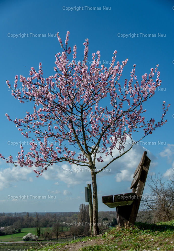 Mandelbluete-Bergstrasse-Weinberge-Fruehling-hessische-bergstrasse-Bensheim-Heppenheim-Fotografie-Thomas_neu-1888 | Die Mandelblüte an der Hessischen Bergstraße gehört zu den schönsten Frühlingsmomenten der Region. Ein blühender Mandelbaum steht oberhalb der Weinberge zwischen Bensheim und Heppenheim und bietet einen weiten Blick über die Rebenlandschaft.  Die Kombination aus blühenden Mandelbäumen, Weinbergen und der sanften Landschaft der Bergstraße macht diese Szene zu einem typischen Motiv des Frühlings in Südhessen.,Bild: Thomas Neu